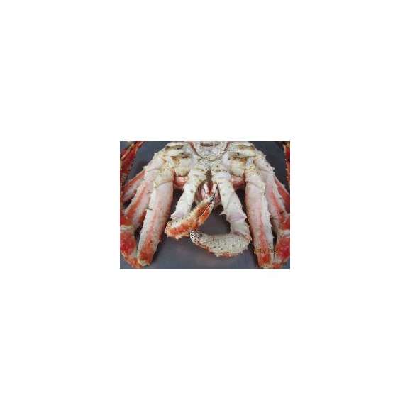 朝茹でタラバガニ【オス】（ボイルタラバガニ・翌日冷蔵配送・新鮮）中大サイズ1尾-2、5kg前後「送料無料」02