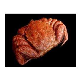 冷凍ボイル毛蟹（毛かに）　毛ガニ1尾-500g前後