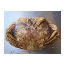 冷凍ボイル毛蟹（毛かに）　毛ガニ（大々）1尾-１ｋg前後「送料無料」