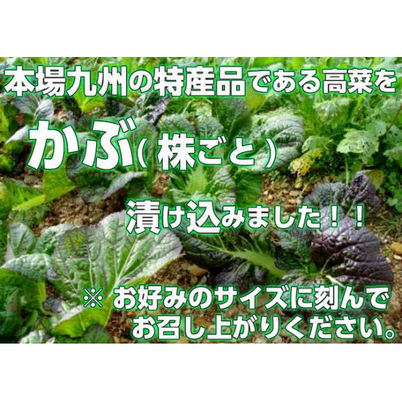 本場九州特産！地元福岡産の高菜を株ごと漬け込みました(葉茎：200g×3袋)古漬けタイプひと味違う味わいです06