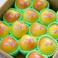 ぐんま名月 5kg ギフト用 | 抜群の甘さとパインのような風味