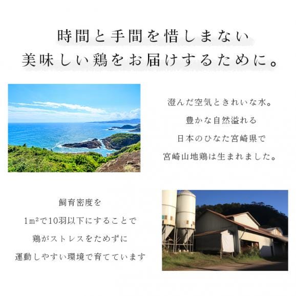 宮崎山地鶏 ももたたき スライス【100g×1パック】【冷凍便】宮崎地鶏 宮崎 地鶏 鶏 鶏肉 真空パック 鶏 おつまみ 酒のつまみ たたき タタキ 鶏たたき 地鶏たたき 鶏刺し 04