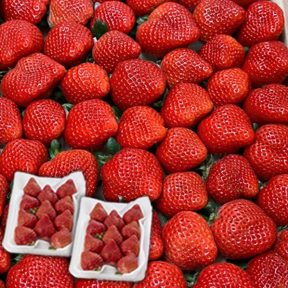 フレッシュあまおう500g(250g×2P)【受取日指定不可】05