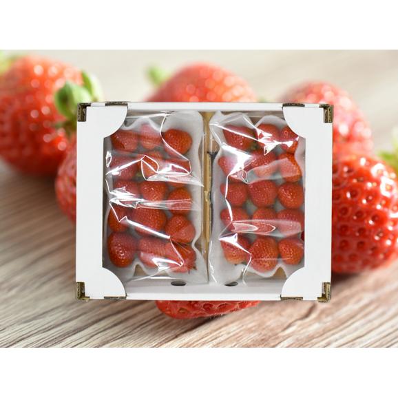 フレッシュあまおう500g(250g×2P)【受取日指定不可】06