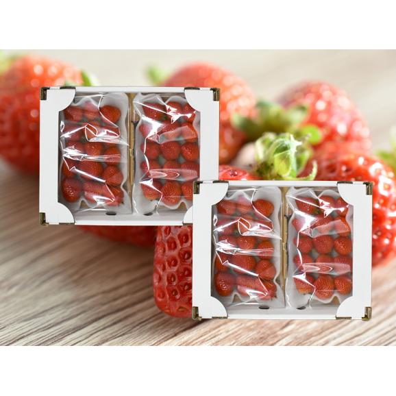 フレッシュあまおう1kg (250g×4P)【受取日指定不可】06