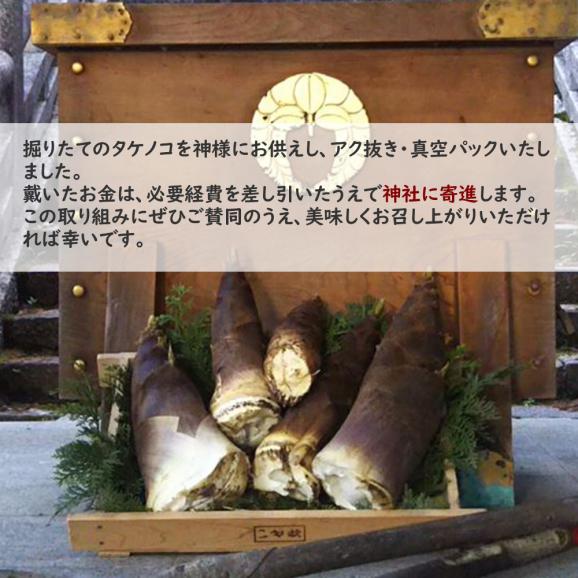 神饌タケノコ 1kg　【売上は春日神社に寄進いたします】03