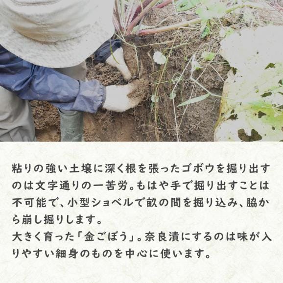 【国産・無添加 Premium】金ごぼう03