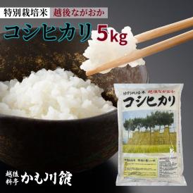 新潟 長岡産 コシヒカリ 5キロ 令和6年度産 米 こしひかり 新潟県産 長岡 越後 白米 特別栽培米 新潟米 ごはん 白飯 精米  5kg 2024年