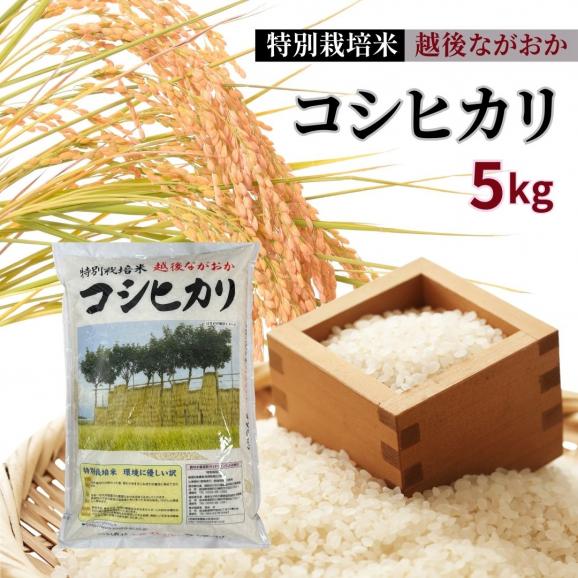 新潟 長岡産 コシヒカリ 5キロ 令和6年度産 米 こしひかり 新潟 新潟 長岡産 コシヒカリ 5キロ 令和6年度産 米 こしひかり 新潟