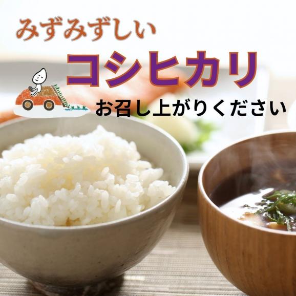新潟 長岡産 コシヒカリ 福如白雲5キロ 令和6年度産 | 米 こしひかり 新潟県産 長岡 越後 白米 特別栽培米 新潟米 ごはん 精米 料亭かも川館 ミシュラン新潟04