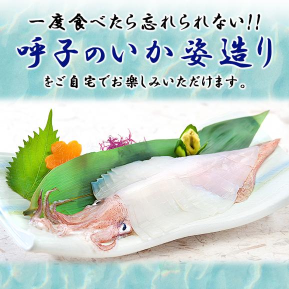 呼子剣先いか姿造り（S1サイズ）×1P 呼子のイカ 【冷凍便限定】05