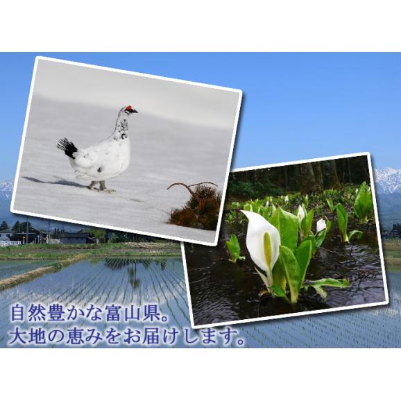 富山県産 コシヒカリ 10kg 令和6年産 04