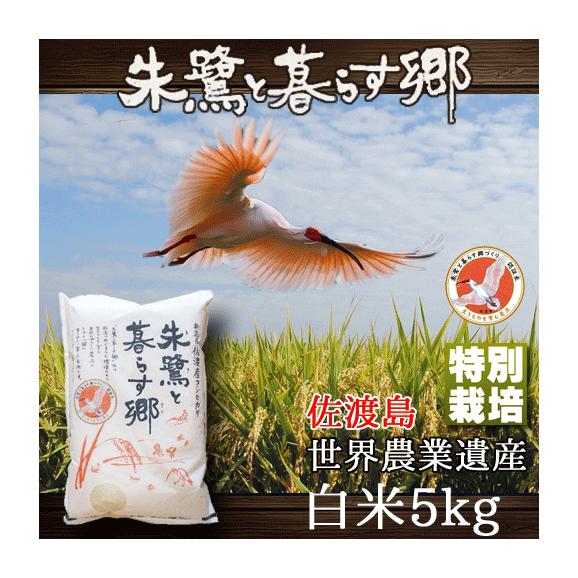 朱鷺と暮らす郷 新潟県 佐渡産 コシヒカリ 5kg 特別栽培 令和4年産｜米