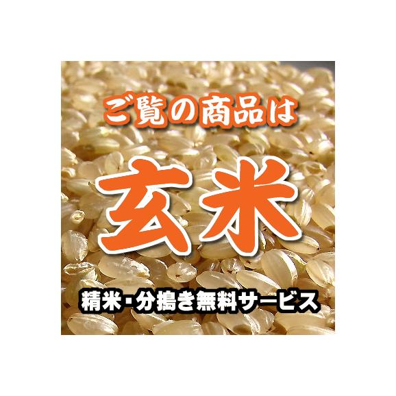 玄米 ゆめぴりか 北海道 5kg06
