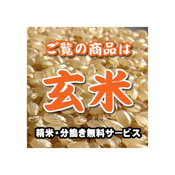 玄米 はえぬき 山形県産 10kg 送料無料 (一部地域除く)02