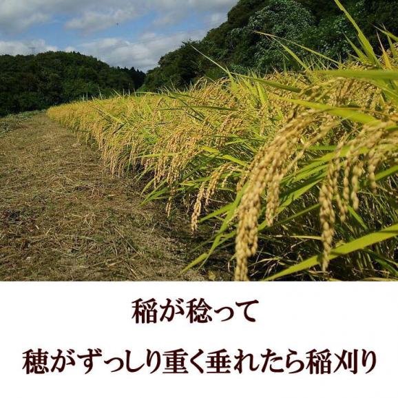 米　天日干し　ひとめぼれ　玄米　10kg　白米にすると9kg　送料無料　令和5年産米　岩手県産　お米の全国食味ランキング特A常連の極上米05