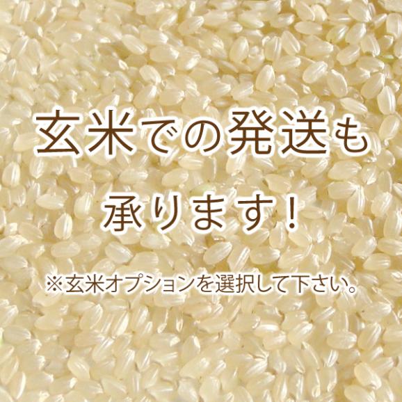 即購入OK】新潟県長岡産新米コシヒカリ中粒米10キロ精米×2袋同梱 - 米/穀物