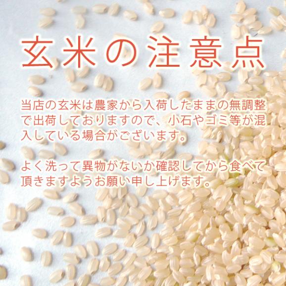 【 一等米 】 米 30kg 新潟県産 こしいぶき 令和5年産 玄米 30kg 送料無料 本州のみ03