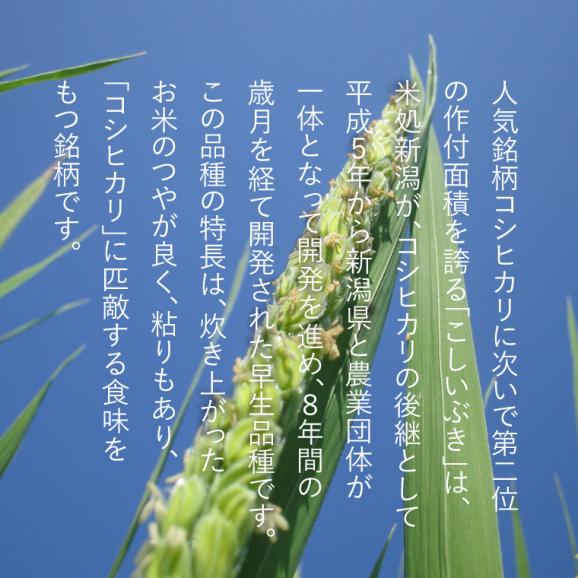 《 無洗米 》 新潟県産 こしいぶき （令和6年産） 5kg 【 送料無料 （本州のみ）】03