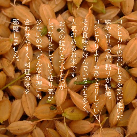 《 無洗米 》 新潟県産 こしいぶき （令和6年産） 5kg 【 送料無料 （本州のみ）】04