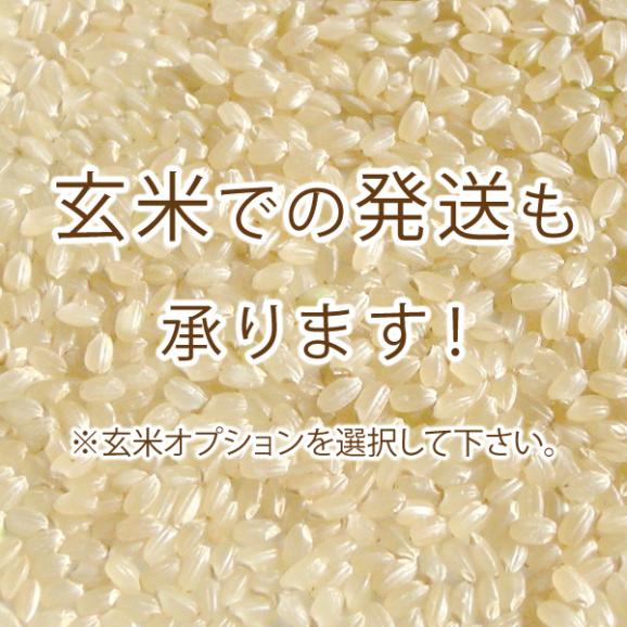 魚沼産 コシヒカリ 特選 （ 令和6年産 ） 5kg 【 送料無料 （ 本州のみ ）】03