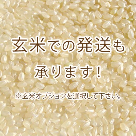 新米予約 新潟県産コシヒカリ （令和6年産） 5kg 【送料無料（本州のみ）】10/3（木）〜10/4（金）順次発送開始予定02