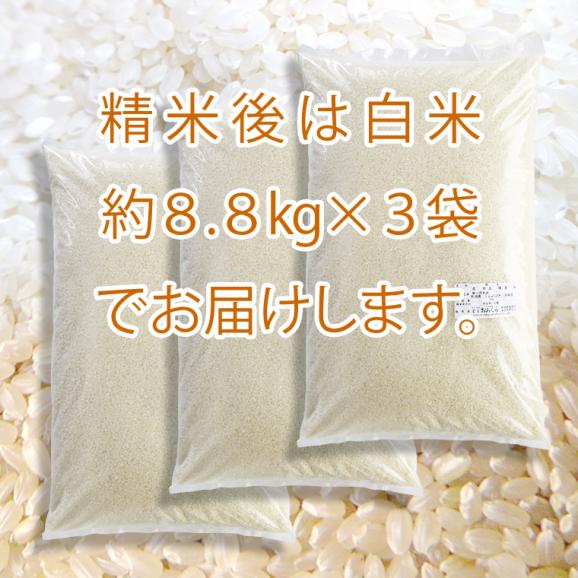 【新米予約】《精米無料》新潟県産コシヒカリ（令和8年産）玄米30kg【送料無料（本州のみ）】9月下旬頃発送開始予定（9/25（金）頃目安）02