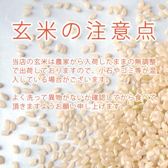 【新米予約】《精米無料》新潟県産コシヒカリ（令和8年産）玄米30kg【送料無料（本州のみ）】9月下旬頃発送開始予定（9/25（金）頃目安）03
