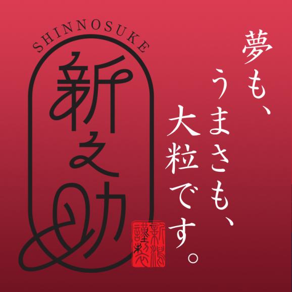新米予約 新之助 新潟米 ( 令和8年産 ) 5kg 【 送料無料 ( 本州のみ )】10月上旬頃発送開始予定(10/1(木)頃目安)02