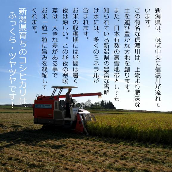 無洗米（乾式） 新潟県産 コシヒカリ 使い切りパック300g（約2合） （令和5年産）06