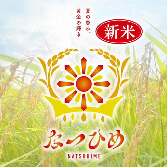 新米 新潟県産 なつひめ（ 令和8年産 ） 5kg 【 送料無料 】02
