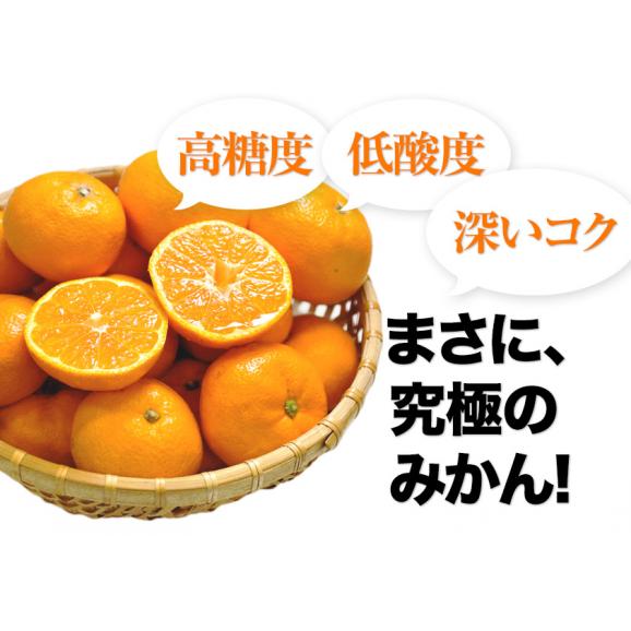 【★最大1000円OFFクーポン配布中★】熊本県産 小玉ハウスみかん 1.2kg 熊本 送料無料 2Sサイズ フルーツ 小玉 みかん《3-7営業日以内に出荷予定》03