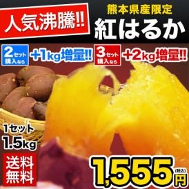 販売解禁 さつまいも 紅はるか べにはるか 1.5kg 送料無料 芋 熊本県産 スイーツ お取り寄せ 12月上旬-12月末頃より発送予定