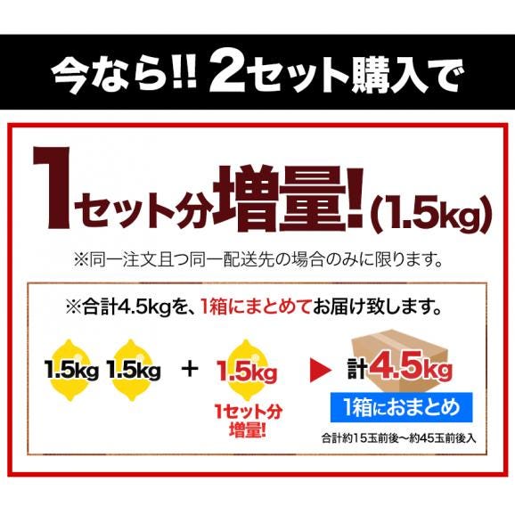 熊本産 レモン 訳あり 1.5kg 送料無料 国産 皮ごと 【2箱で1箱おまけ】防腐剤不使用 防カビ剤不使用 国内産 れもん サイズ不選別 フルーツ 檸檬 《9月中旬-9月末に出荷予定（土日祝除く)03