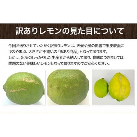 熊本産 レモン 訳あり 1.5kg 送料無料 国産 皮ごと 【2箱で1箱おまけ】防腐剤不使用 防カビ剤不使用 国内産 れもん サイズ不選別 フルーツ 檸檬 《9月中旬-9月末に出荷予定（土日祝除く)06