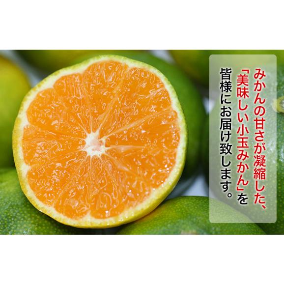 【★最大1000円OFFクーポン発行中！★】熊本県産 甘熟 グリーンハウスみかん 1.2kg 熊本 送料無料 2Sサイズ フルーツ 小玉 みかん 《3‐7営業日より発送予定》03