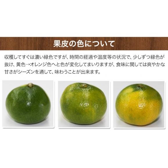 【★最大1000円OFFクーポン発行中！★】熊本県産 甘熟 グリーンハウスみかん 1.2kg 熊本 送料無料 2Sサイズ フルーツ 小玉 みかん 《3‐7営業日より発送予定》04