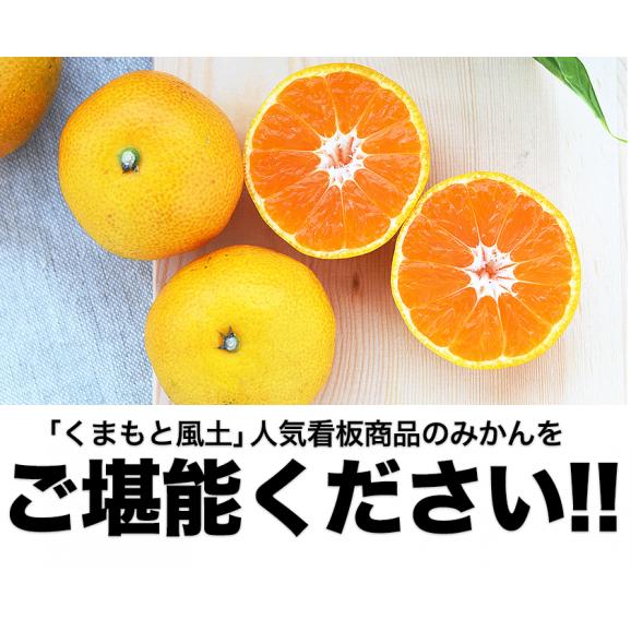 【2セット以上でおまけ付き】みかん 訳あり 大粒 大玉 1.5kg 送料無料 ミカン 旬 フルーツ 柑橘 果物 熊本産 熊本 【1‐5営業日以内に出荷予定(土日祝除く)】04