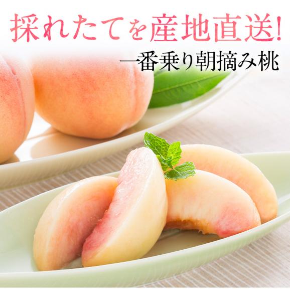 【今が旬！】熊本県産 訳あり 朝摘み 桃 約400g～500g入り （大玉2玉入り） 送料無料 名産地 家庭用 クール便配送　《3-7営業日以内に配送（土日祝除く）》02