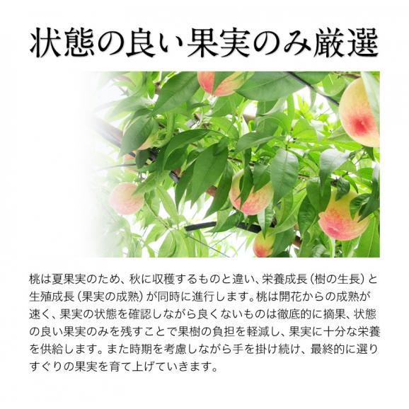 【今が旬！】熊本県産 訳あり 朝摘み 桃 約400g～500g入り （大玉2玉入り） 送料無料 名産地 家庭用 クール便配送　《3-7営業日以内に配送（土日祝除く）》04
