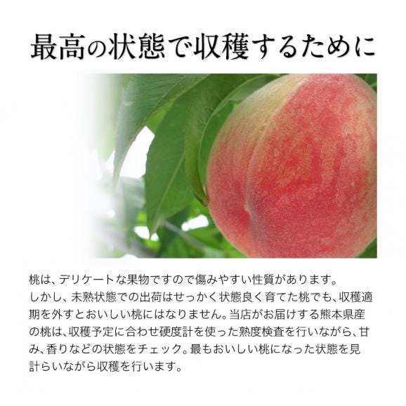 【今が旬！】熊本県産 訳あり 朝摘み 桃 約400g～500g入り （大玉2玉入り） 送料無料 名産地 家庭用 クール便配送　《3-7営業日以内に配送（土日祝除く）》05
