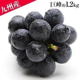 【最大1,000円OFF！】ブドウの王様 巨峰 九州産 約1.2kg前後 約300g×4パック 送料無料 贈答 ギフト 【3-7営業日以内に出荷予定(土日祝を除く)】