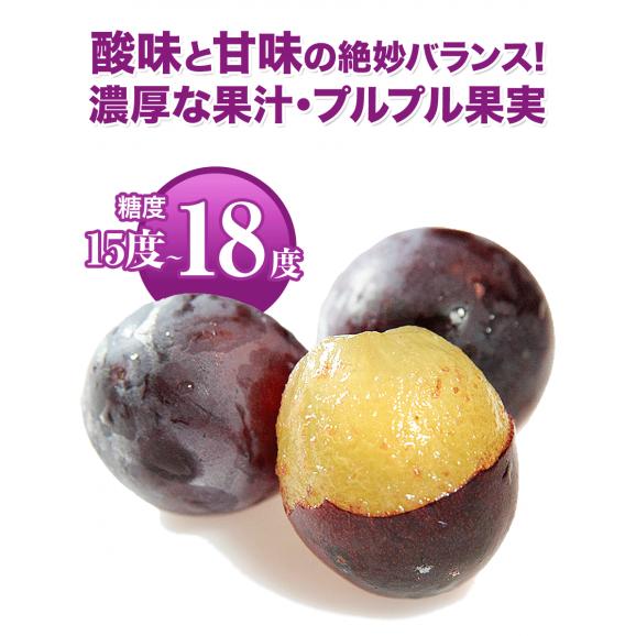 【最大1,000円OFF！】ブドウの王様 巨峰 九州産 約1.2kg前後 約300g×4パック 送料無料 贈答 ギフト 【3-7営業日以内に出荷予定(土日祝を除く)】04