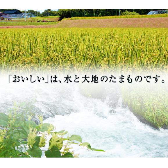 【安心・安全の熊本県産】新米 令和7年産 キヌヒカリ 精米 白米 5kg×2袋 10kg お米 送料無料 単一原料米 単一米 米 コメ 精米 《7-14営業日以内に配送予定》02
