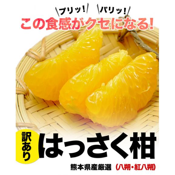 はっさく柑 (八朔・紅八朔) 1.5kg 送料無料 訳あり 熊本県産 八朔みかん ミカン 蜜柑 ★3セット購入で2セット分増量 《1-5営業日以内に出荷予定(土日祝除く)》02