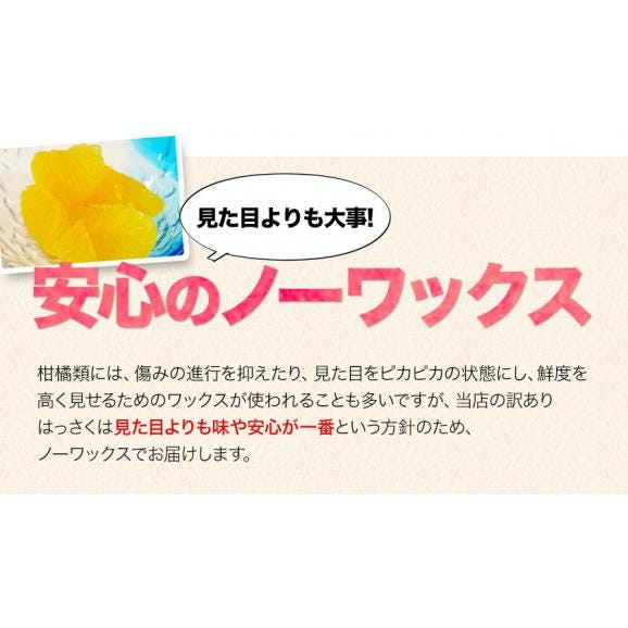 はっさく柑 (八朔・紅八朔) 1.5kg 送料無料 訳あり 熊本県産 八朔みかん ミカン 蜜柑 ★3セット購入で2セット分増量 《1-5営業日以内に出荷予定(土日祝除く)》05