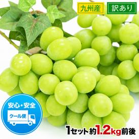 【まとめ買いクーポン発行中！】 訳あり シャインマスカット 1.2kg前後 果物 マスカット ぶどう ブドウ 九州産 皮ごと食べられる ご家庭用【クール便】《7-14営業日以内に発送予定》