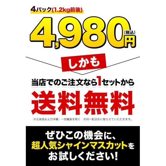【まとめ買いクーポン発行中!】 訳あり シャインマスカット 1.2kg前後 果物 マスカット ぶどう ブドウ 九州産 皮ごと食べられる ご家庭用【クール便】《7-14営業日以内に発送予定》02