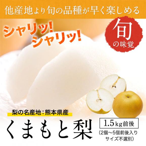 くまもと 梨 なし 1.5kg 前後 (約2～5玉) 送料無料  幸水 凛夏 豊水 あきづき 新高 新興 甘太 秋麗 愛宕 旬 の 味覚 フルーツ 果物 熊本 《9月上旬-9月中旬頃より配送予定》01