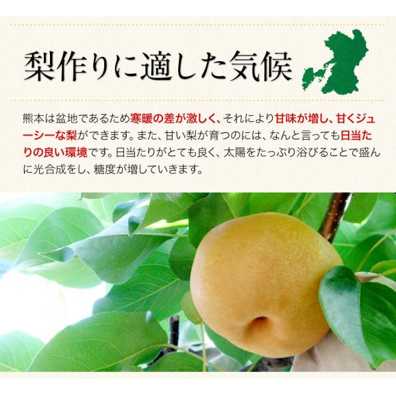 くまもと 梨 なし 1.5kg 前後 (約2～5玉) 送料無料  幸水 凛夏 豊水 あきづき 新高 新興 甘太 秋麗 愛宕 旬 の 味覚 フルーツ 果物 熊本 《9月上旬-9月中旬頃より配送予定》04